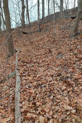 Another-Silver-Coin-In-The-Woods